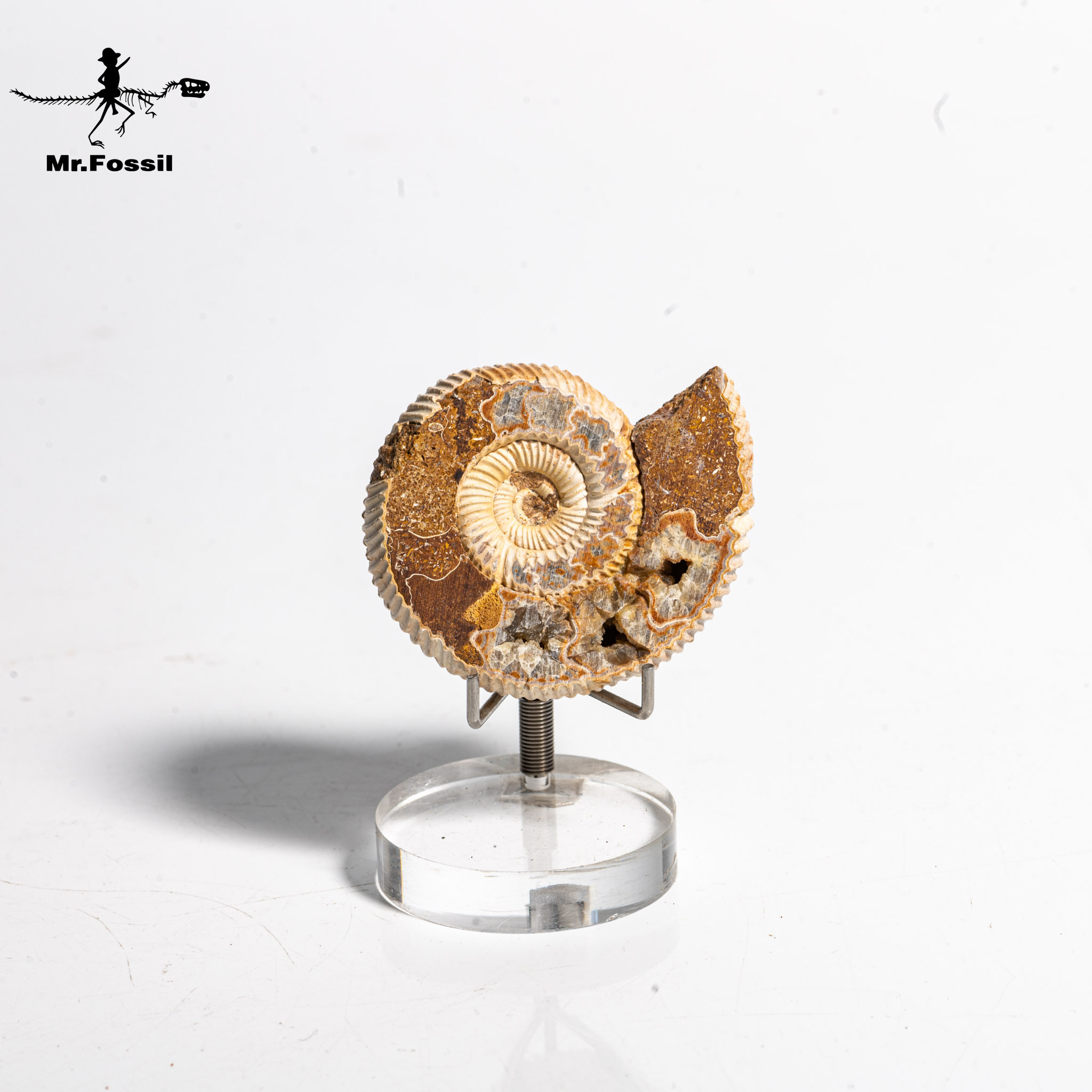 菊化石 旋菊石(開窗)#12 mrfossil化石先生