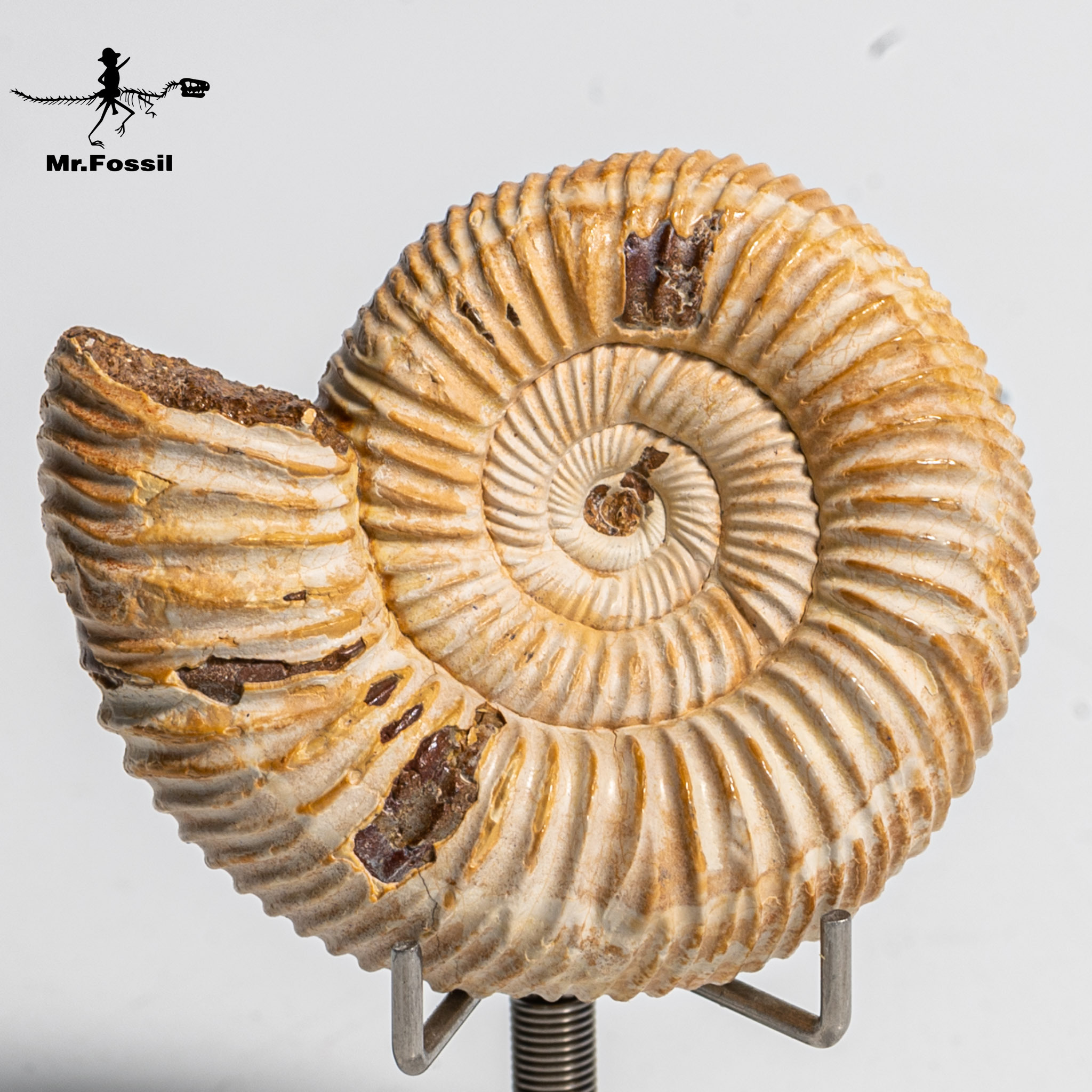 旋菊石(開窗)#12 mrfossil化石先生