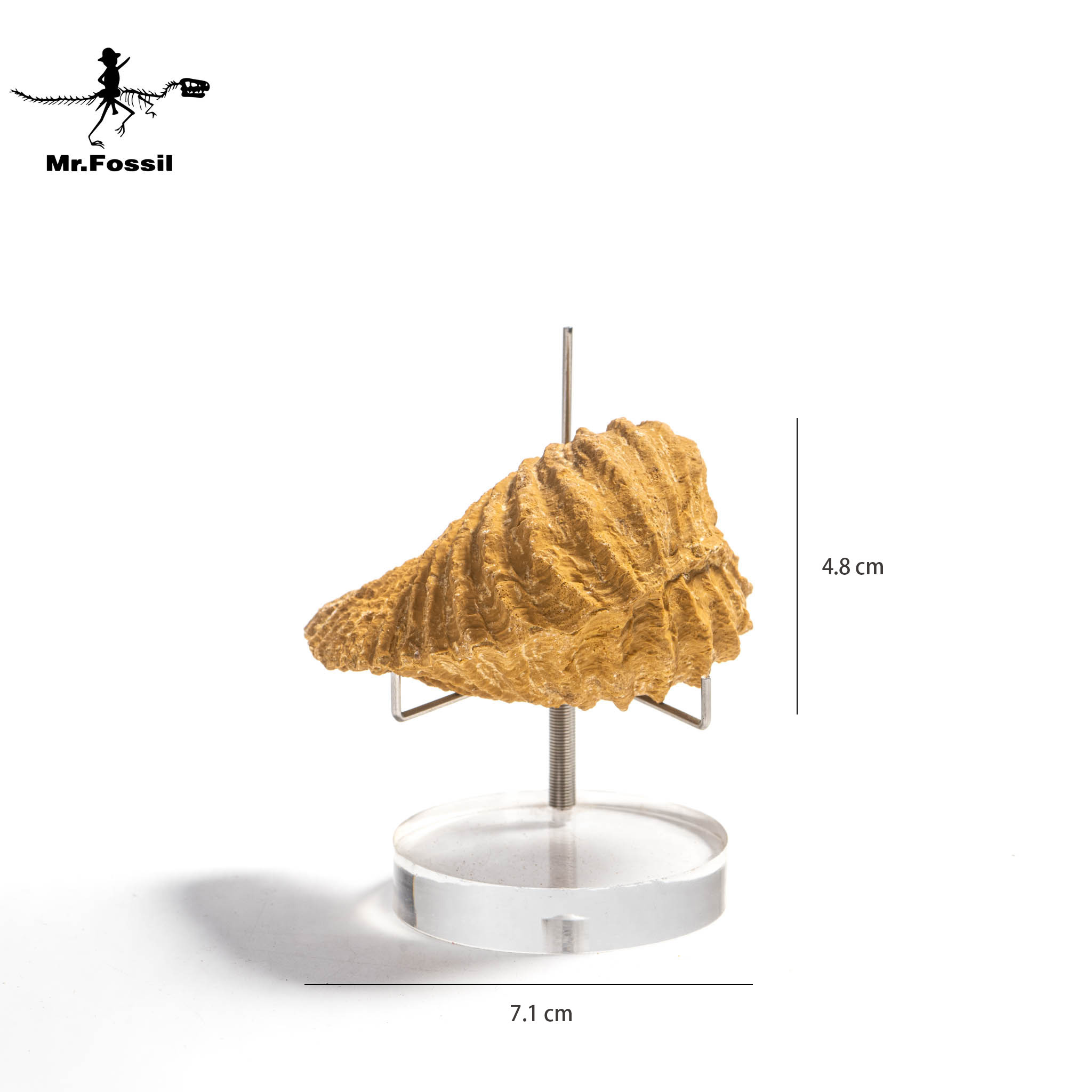 西)翼形三角蛤#4 mrfossil化石先生