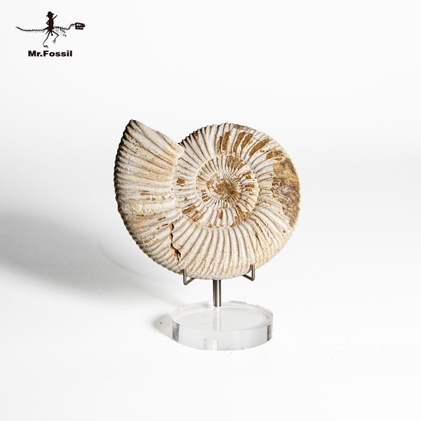 旋菊石#12 mrfossil化石先生