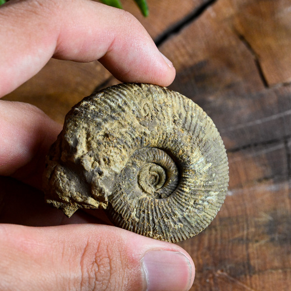 菊化石 旋菊石#6 mrfossil化石先生