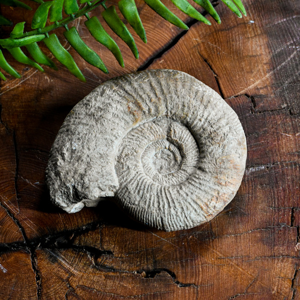 旋菊石#7 mrfossil化石先生