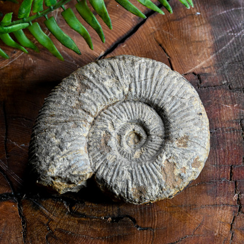 菊化石 W1siZiIsIjMyMzE0L3Byb2R1Y3RzLz