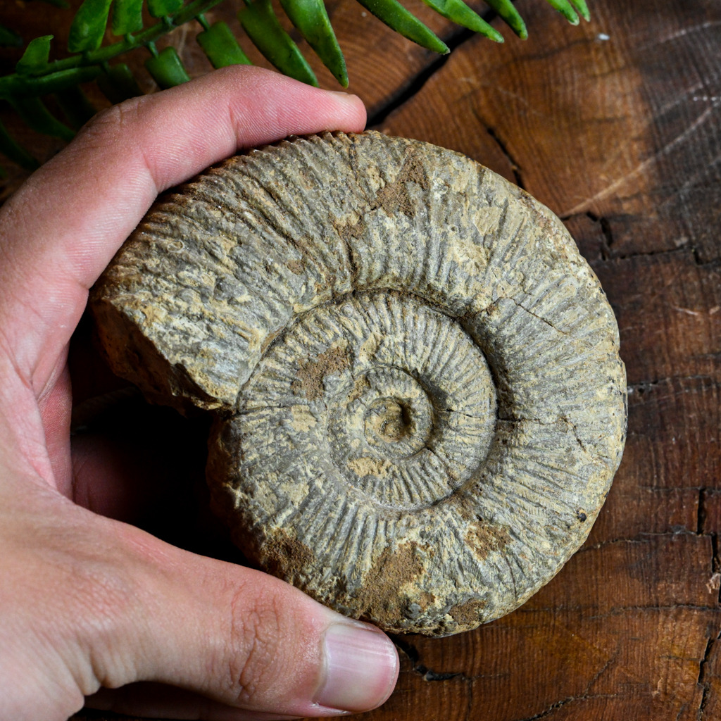 旋菊石#8 mrfossil化石先生