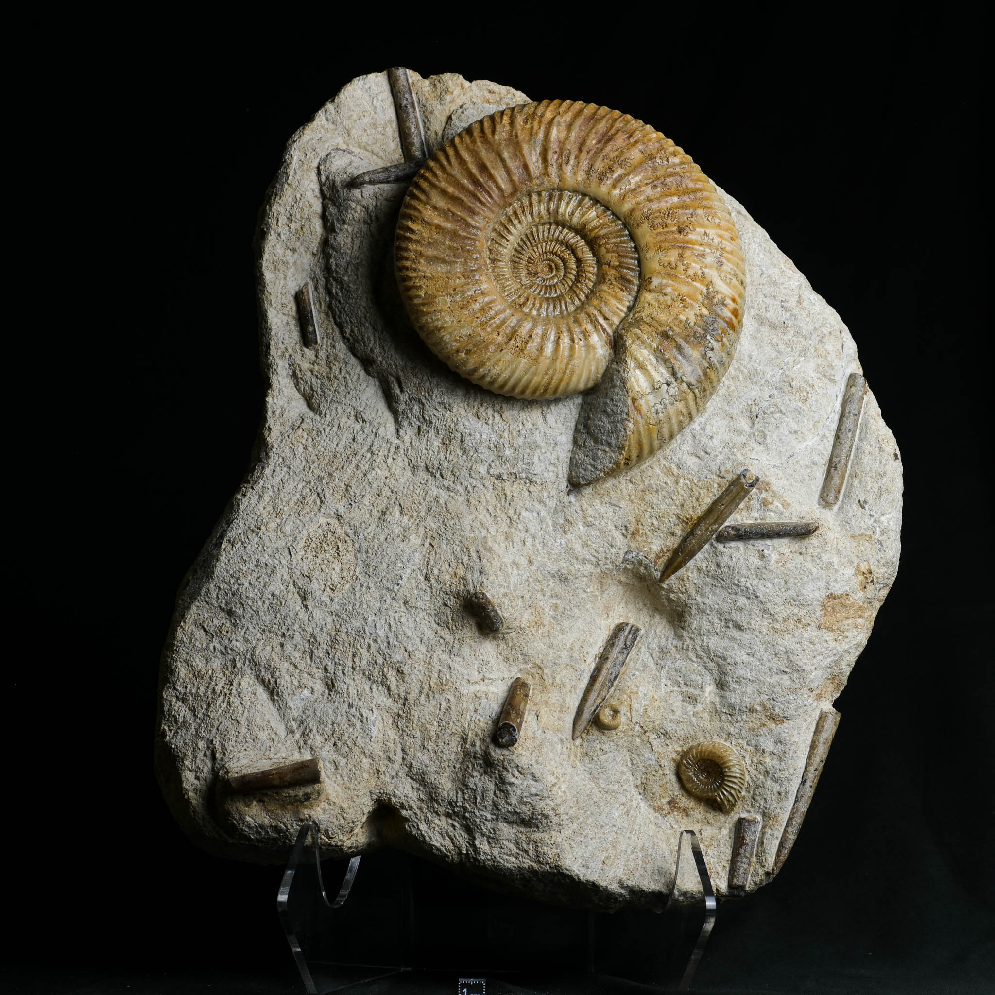 帕金森菊石、箭石、螺mrfossil化石先生