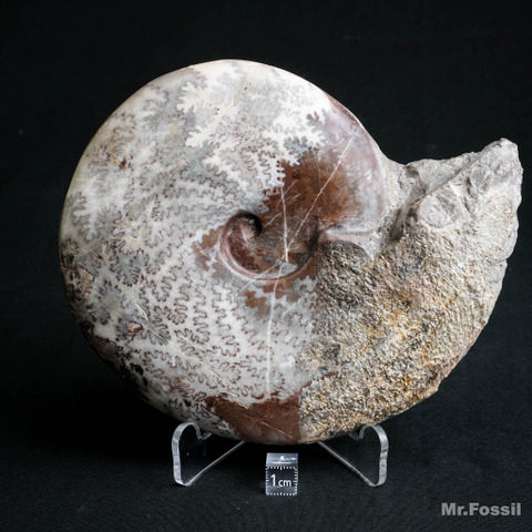 菊石、箭石、鸚鵡螺| 依化石種類mrfossil化石先生