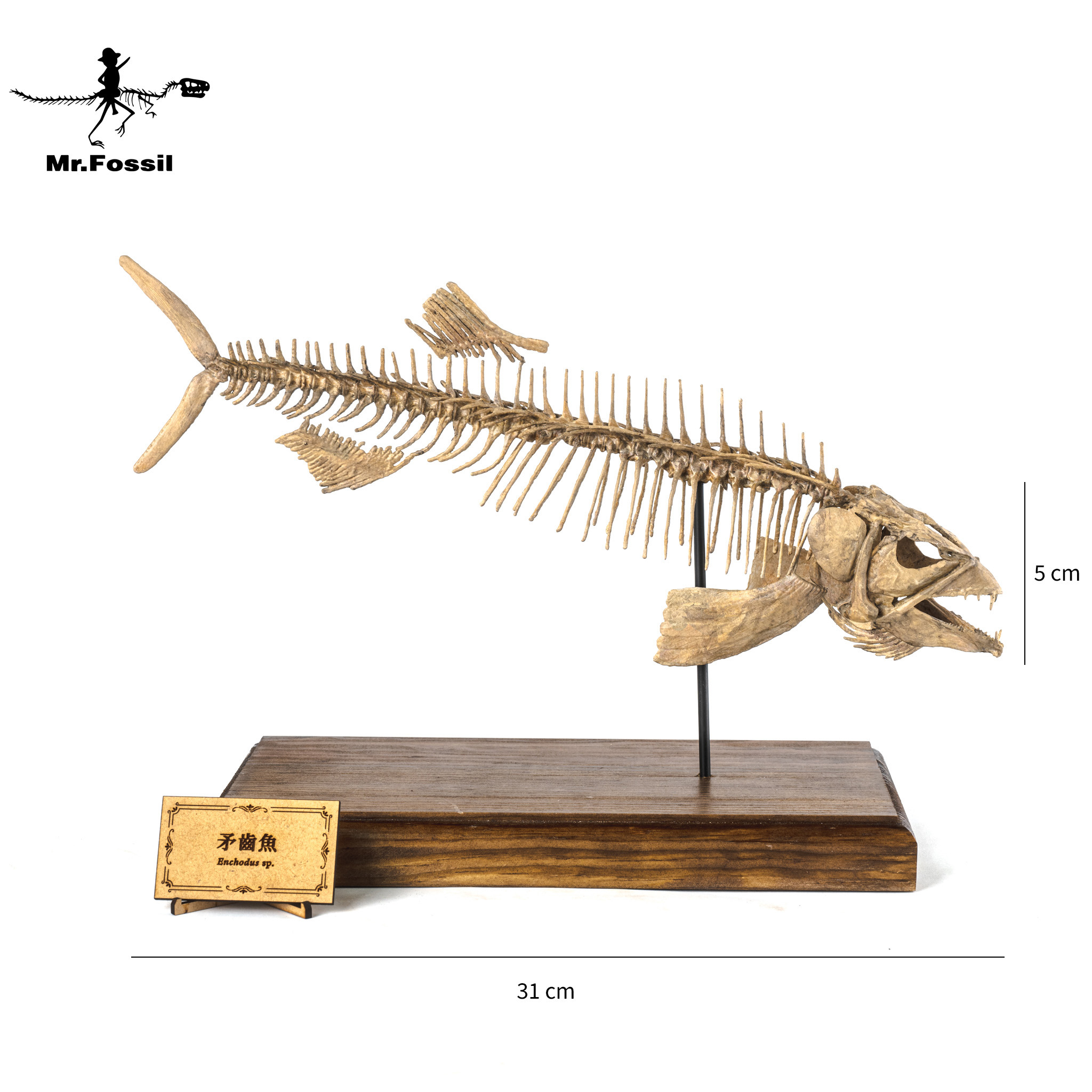 古生物3D列印模型-矛齒魚(請選宅配) mrfossil化石先生