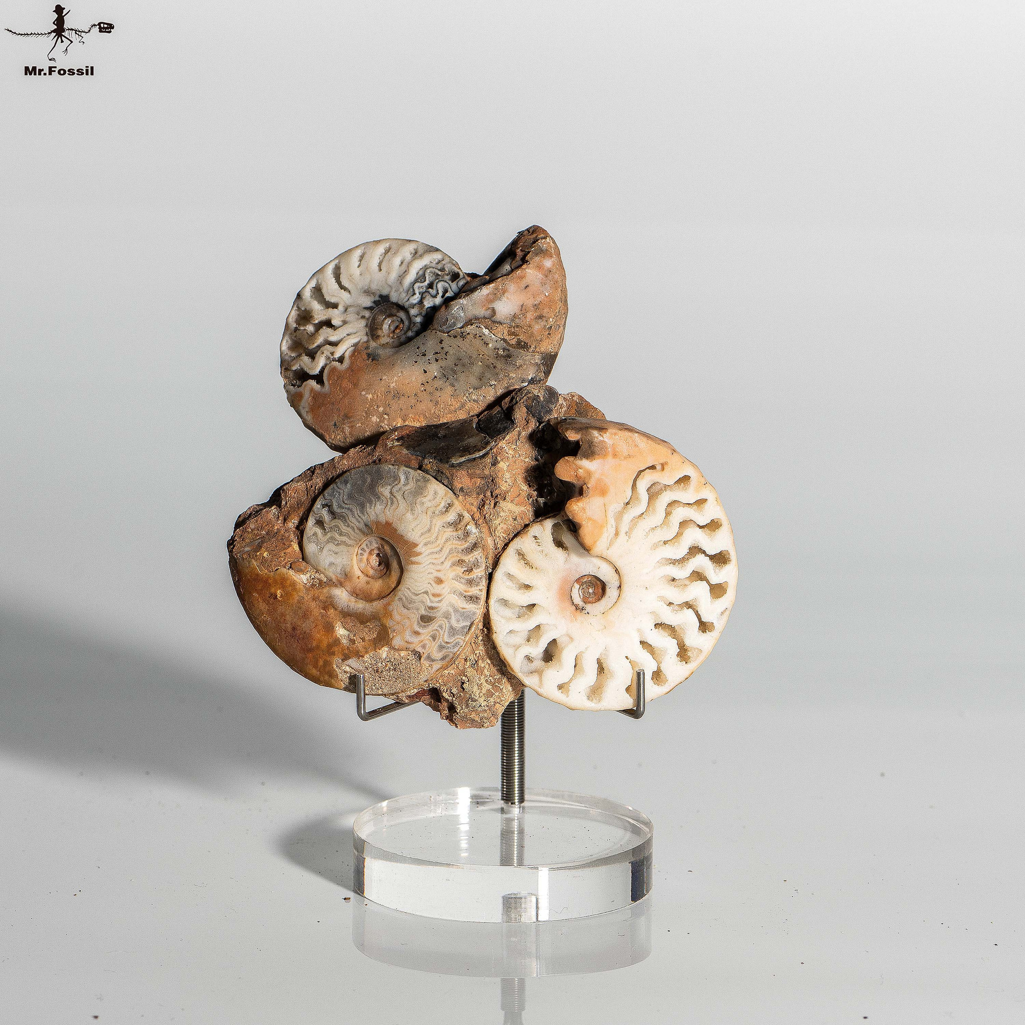 菊化石 原板菊石(3顆)#6 mrfossil化石先生