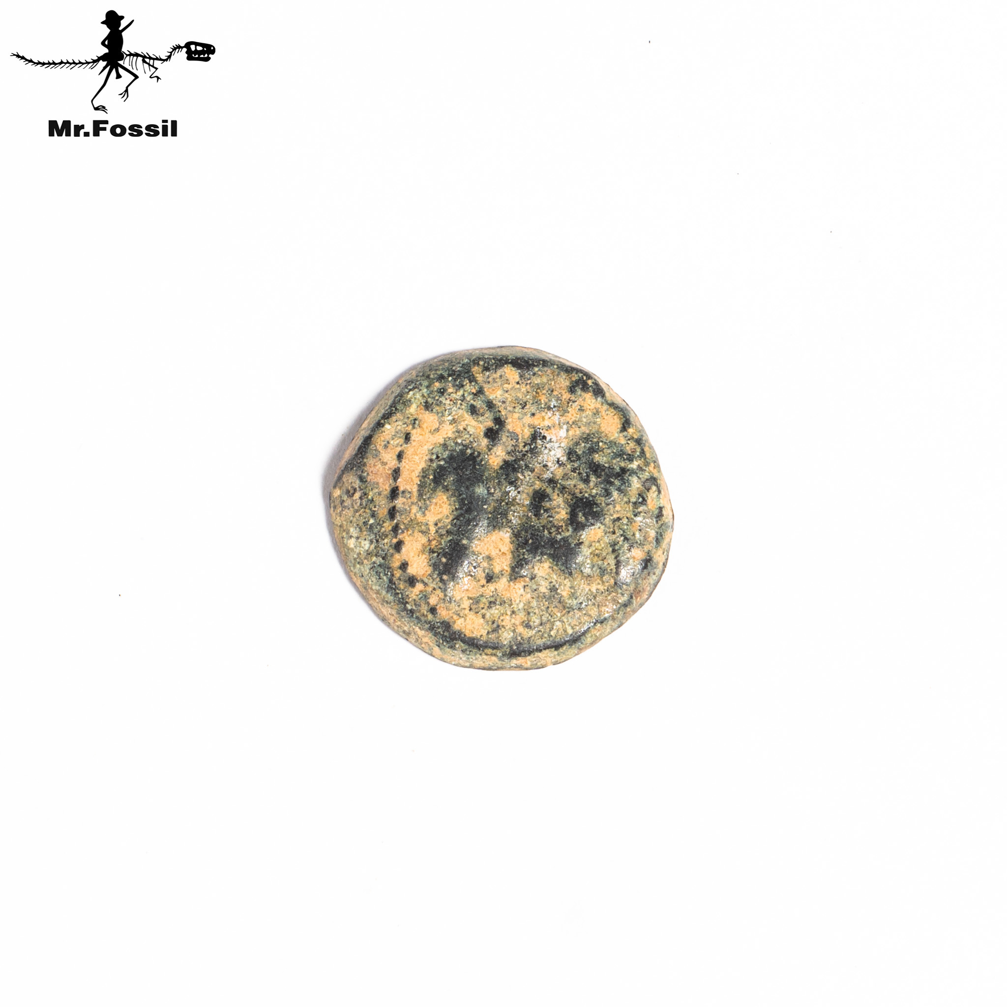 古希臘-賽琉古王國銅幣#19 mrfossil化石先生