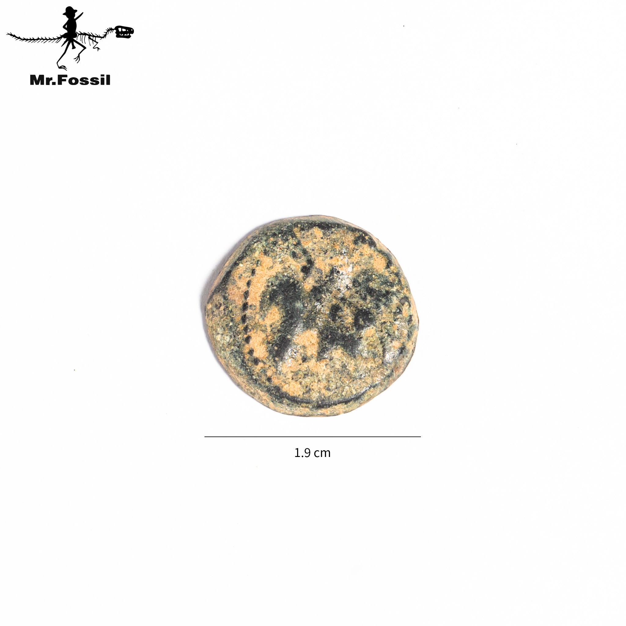 古希臘-賽琉古王國銅幣#19 mrfossil化石先生