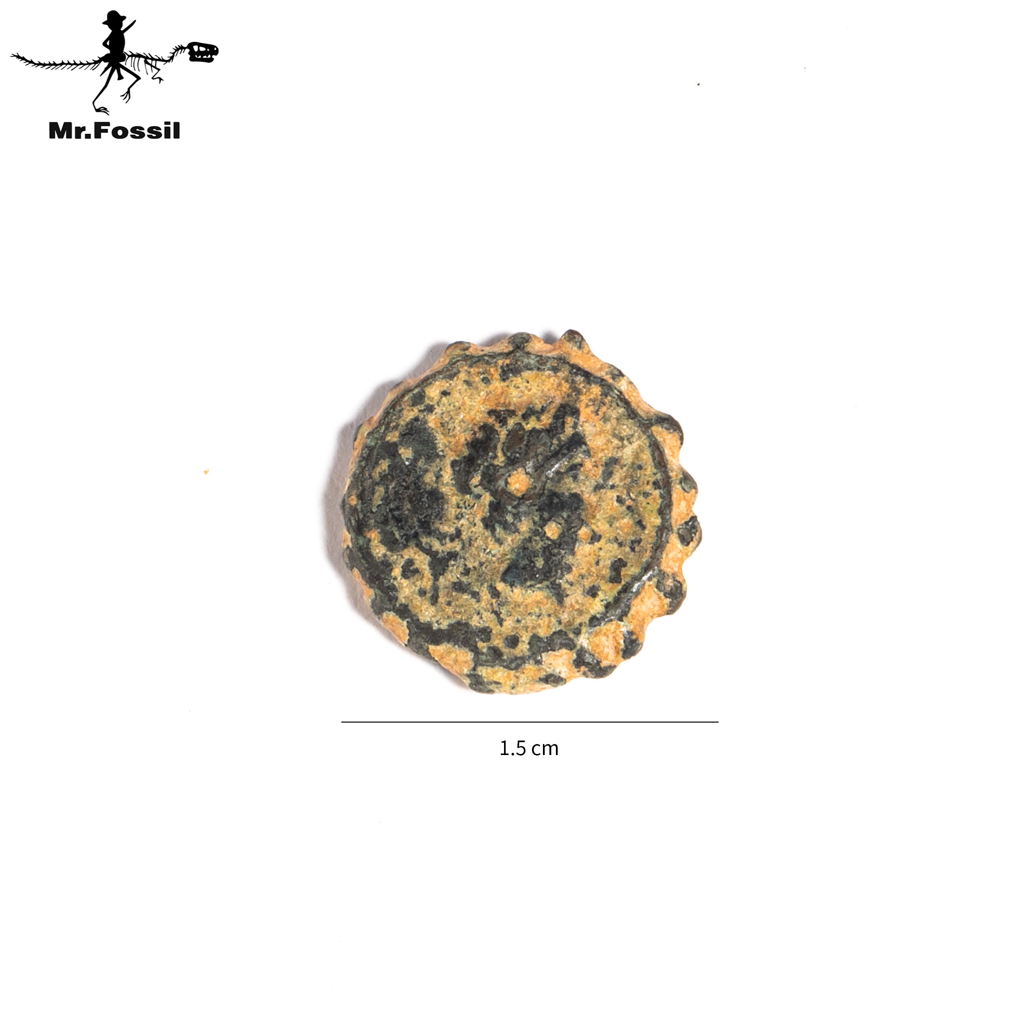 古希臘-賽琉古王國銅幣#21 mrfossil化石先生