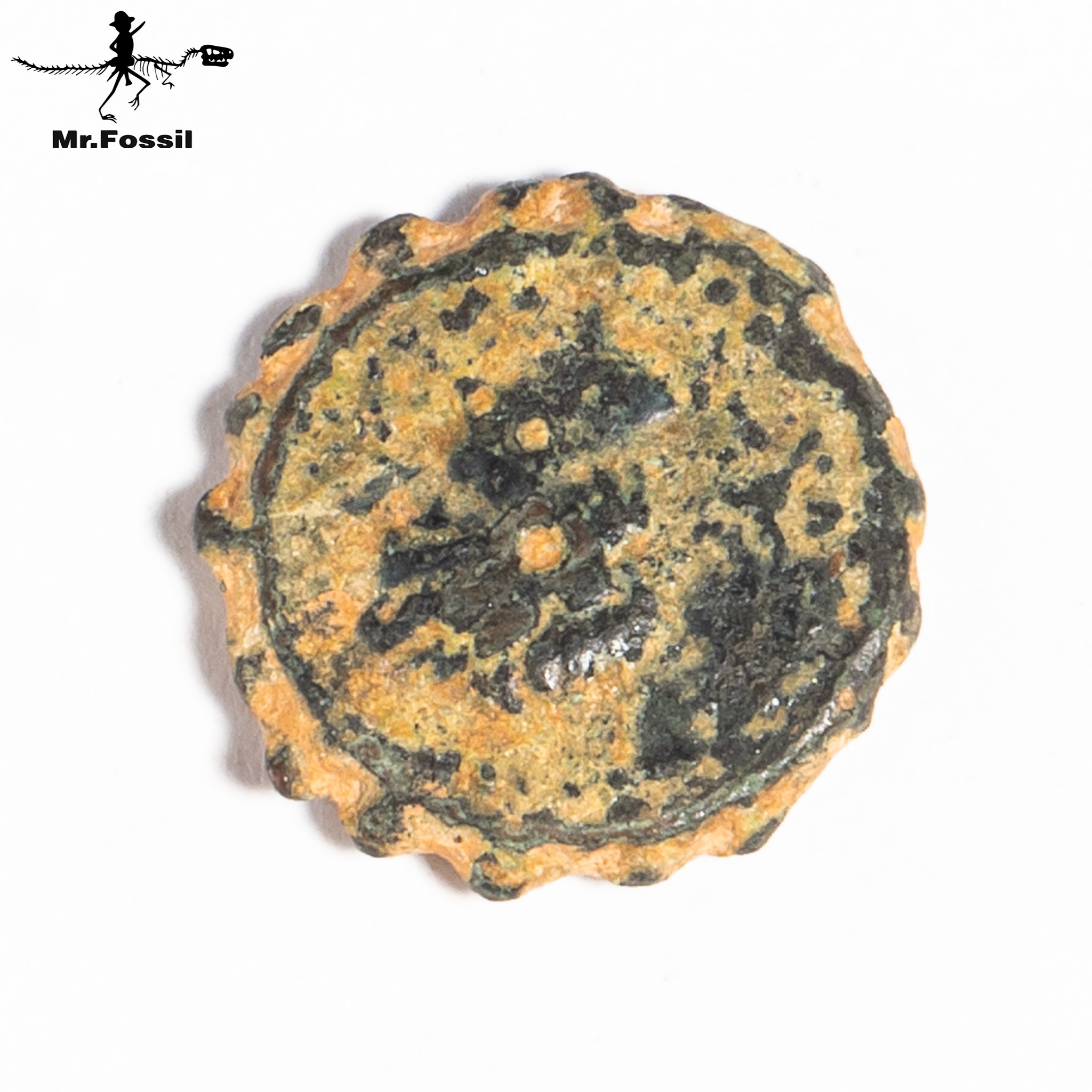 古希臘-賽琉古王國銅幣#21 mrfossil化石先生