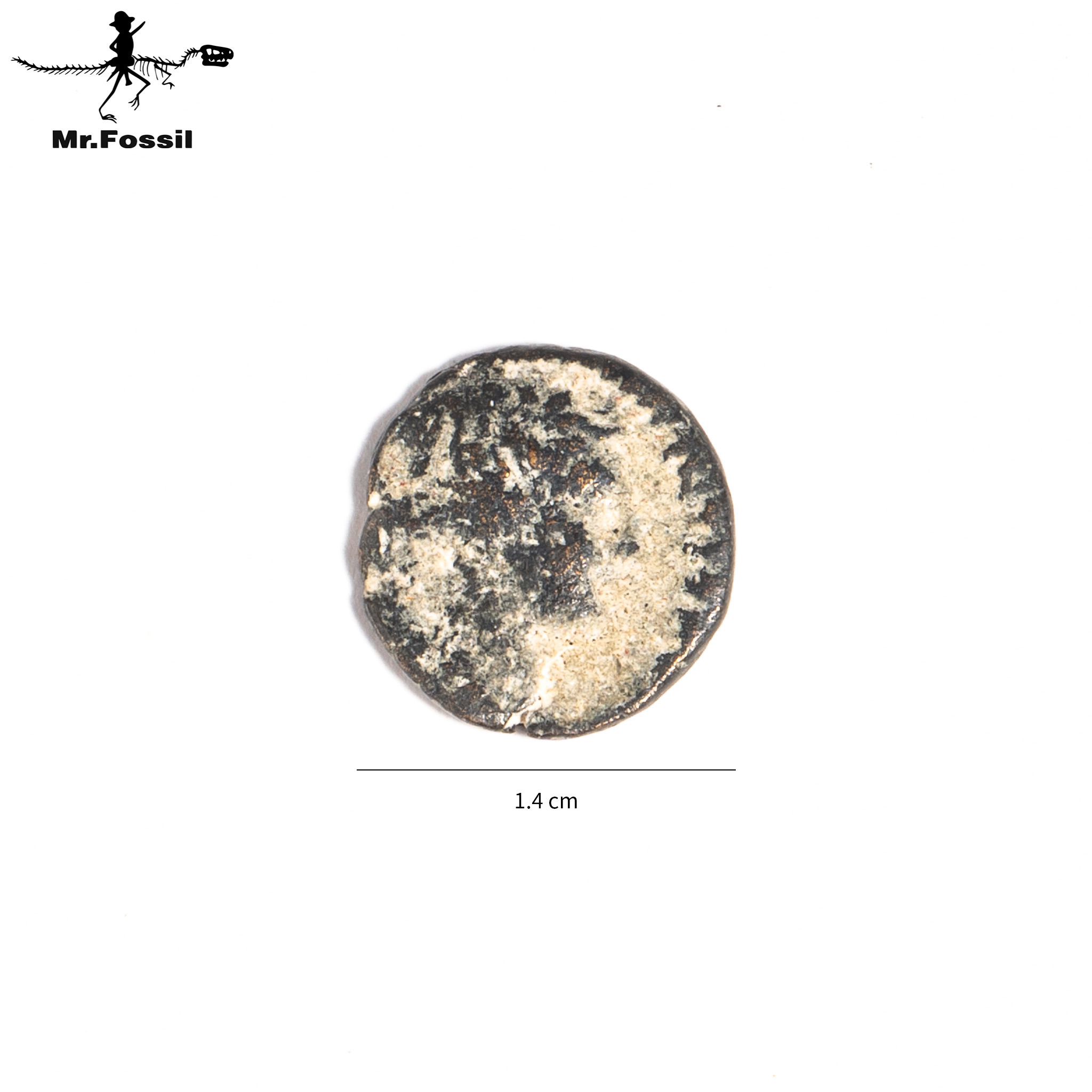 古希臘-賽琉古王國銅幣#23 mrfossil化石先生