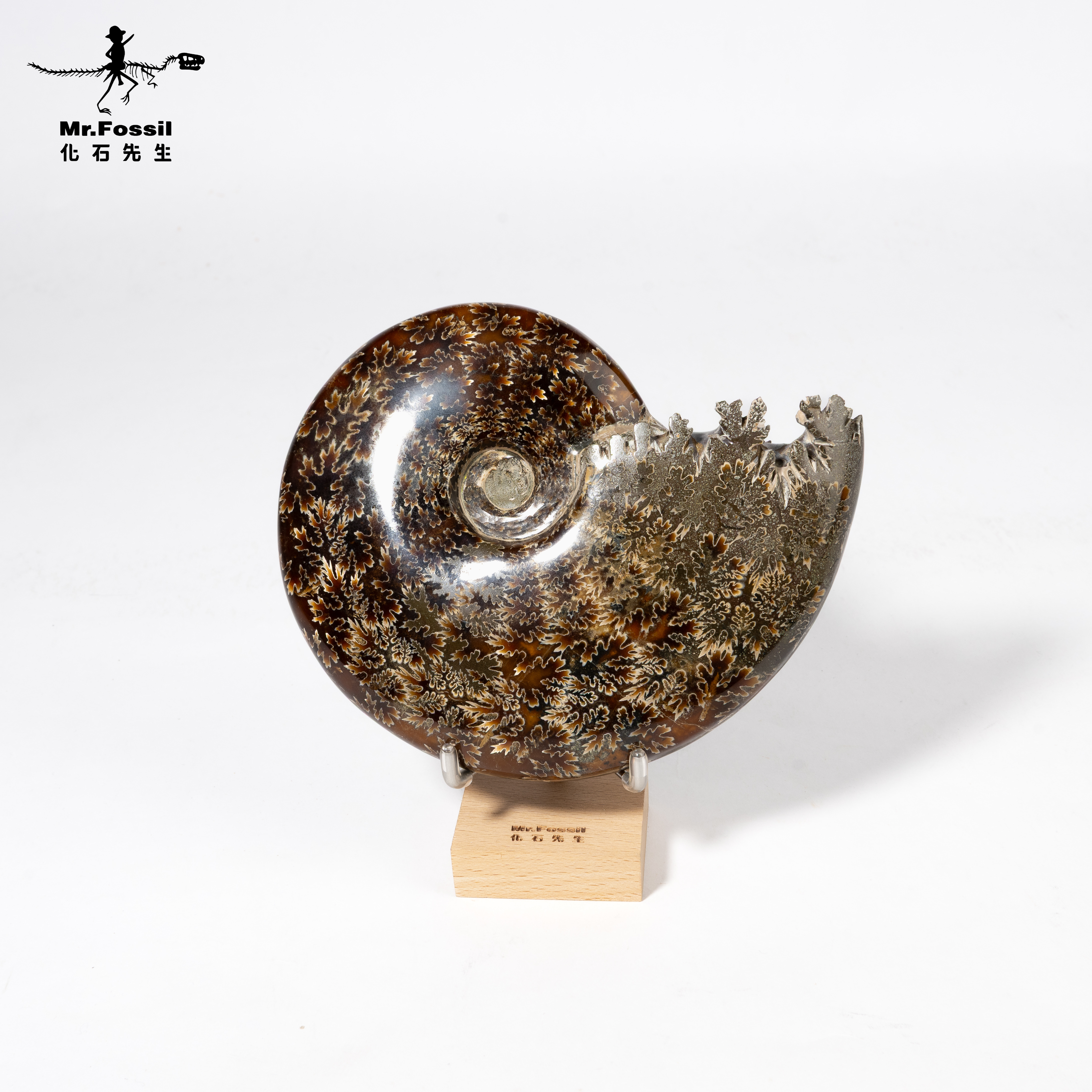 風神菊石#4 mrfossil化石先生