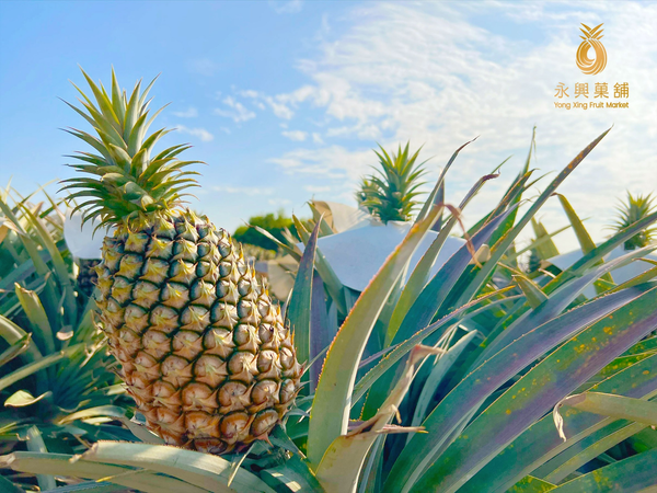 【永興菓舖】鳳梨鮮果