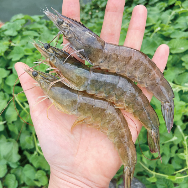 鮮凍生蝦組(特大尾-活凍生鮮白蝦X2包+中顆-生鮮無膨發蝦仁X2包)【蝦覓世界】