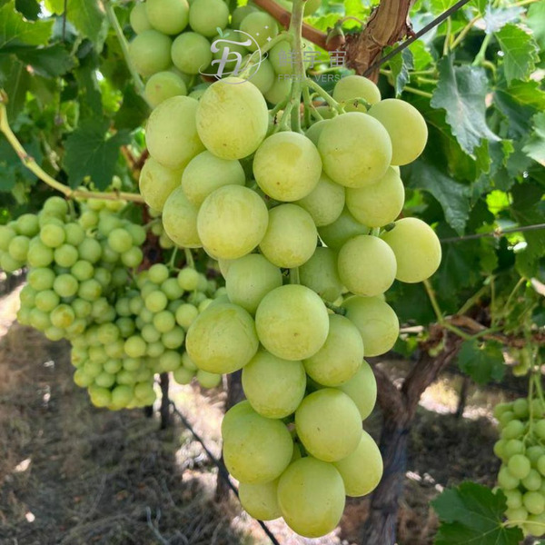 祕魯秋脆綠無籽葡萄原裝箱_8包入