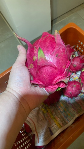 名間高山紅龍果