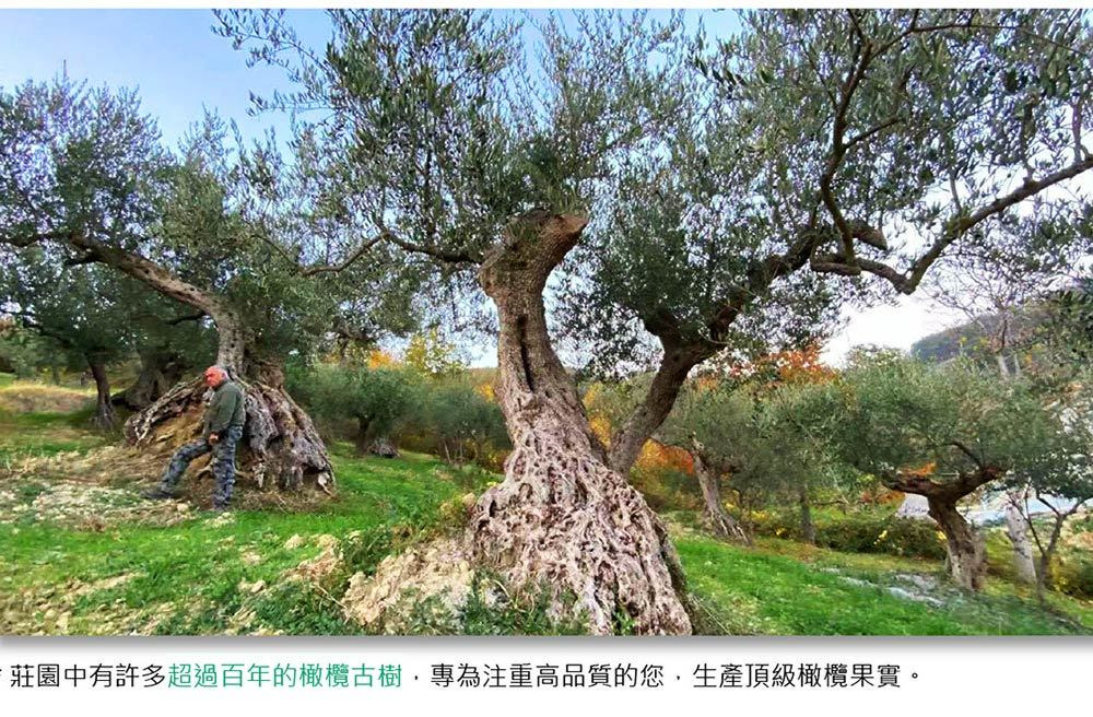 Gioia Del Sole莊園生態優美保存超過百年橄欖樹-4mula合作