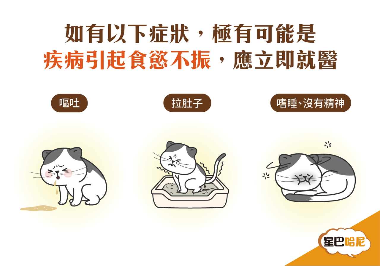貓咪食慾不振應該要怎麼辦呢？
