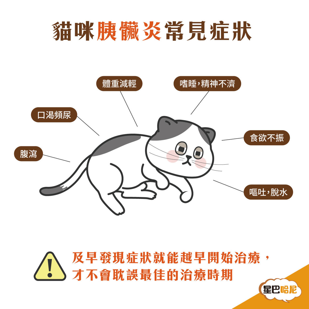 常見的貓咪胰臟炎的症狀有哪些