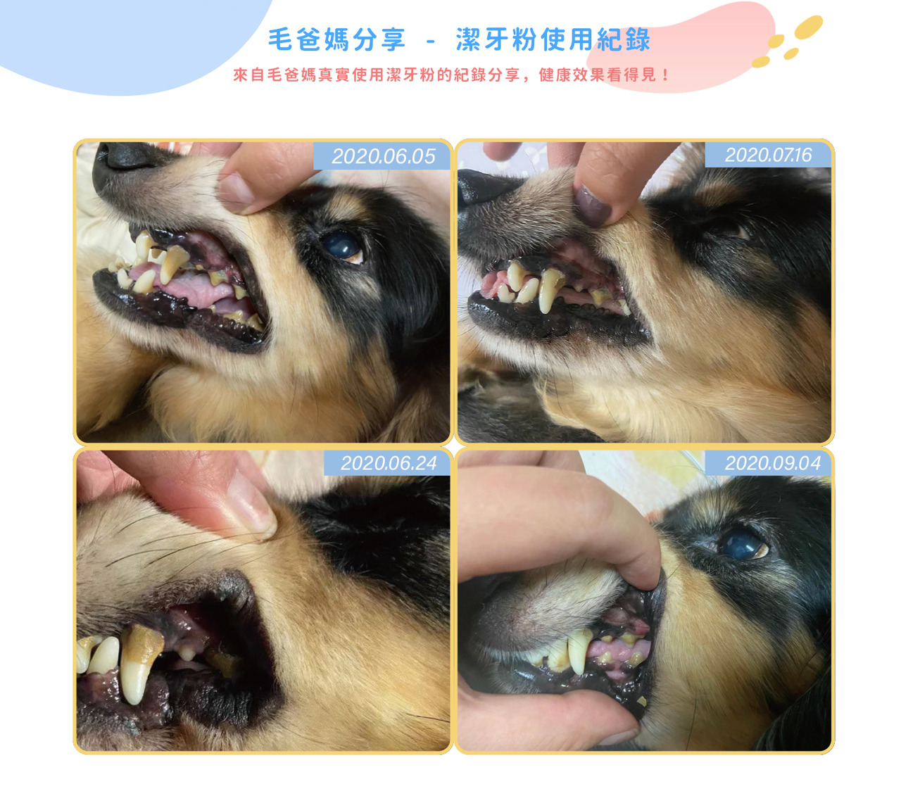 樂健飛-犬用寵物超級褐藻潔牙粉