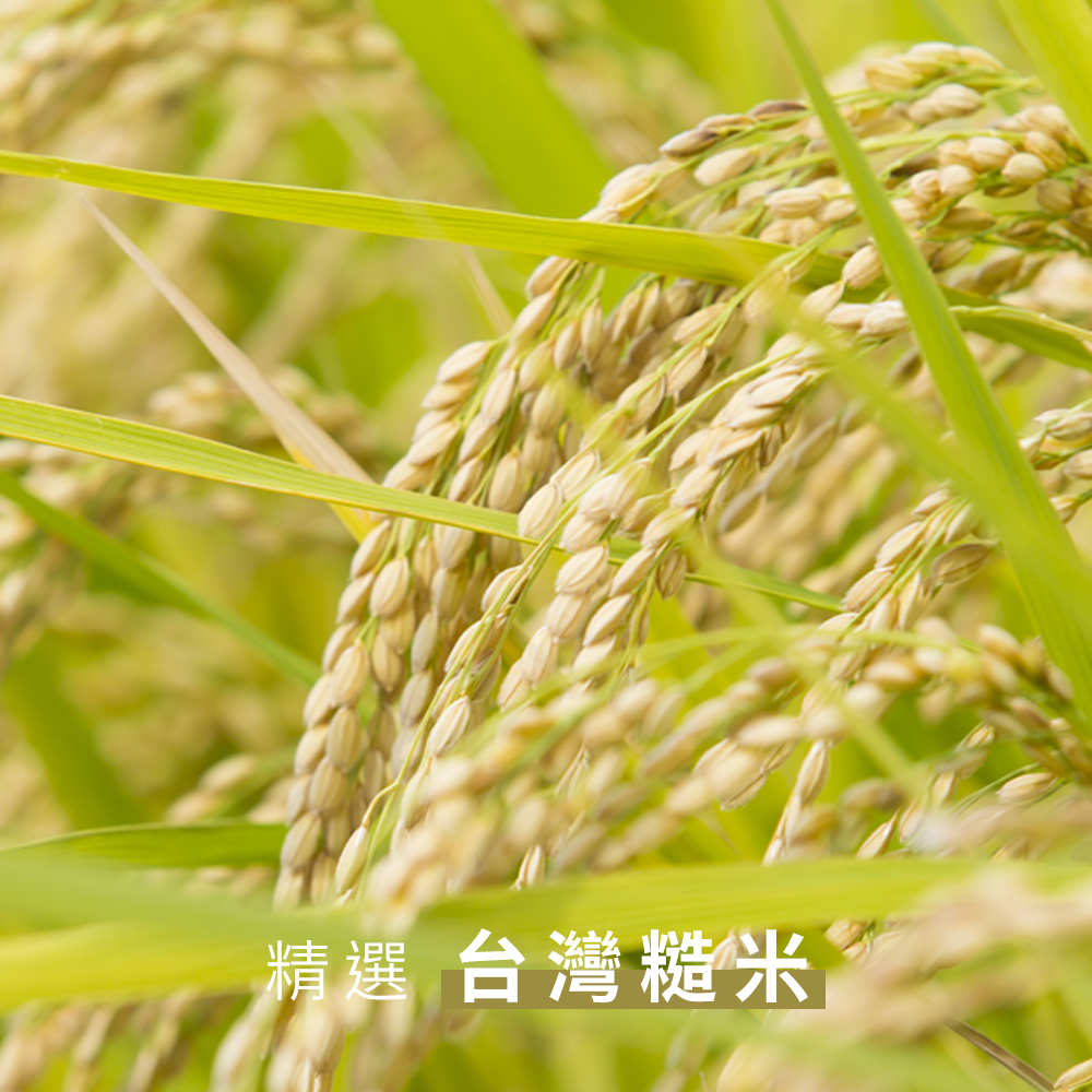 精選台灣糙米