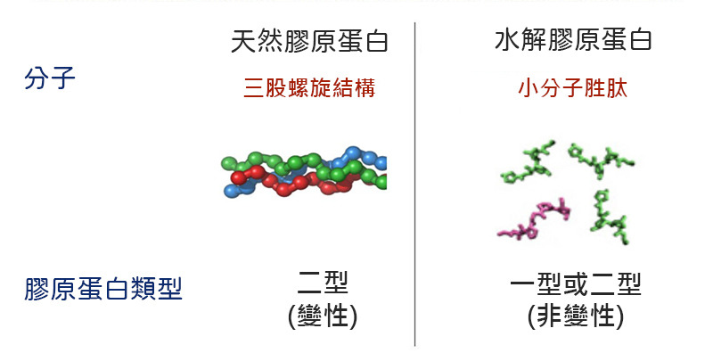 「非變性二型膠原蛋白」與一般「水解小分子膠原蛋白胜肽」結構上的差異