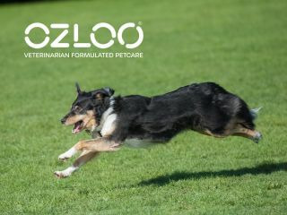OZLOO奧茲羅狗關節保健