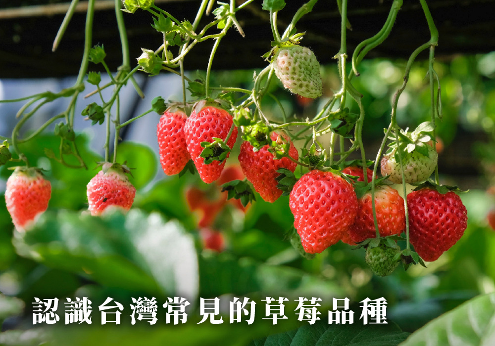 認識台灣常見草莓品種，及挑選草莓的小撇步!-義美生機義美生機