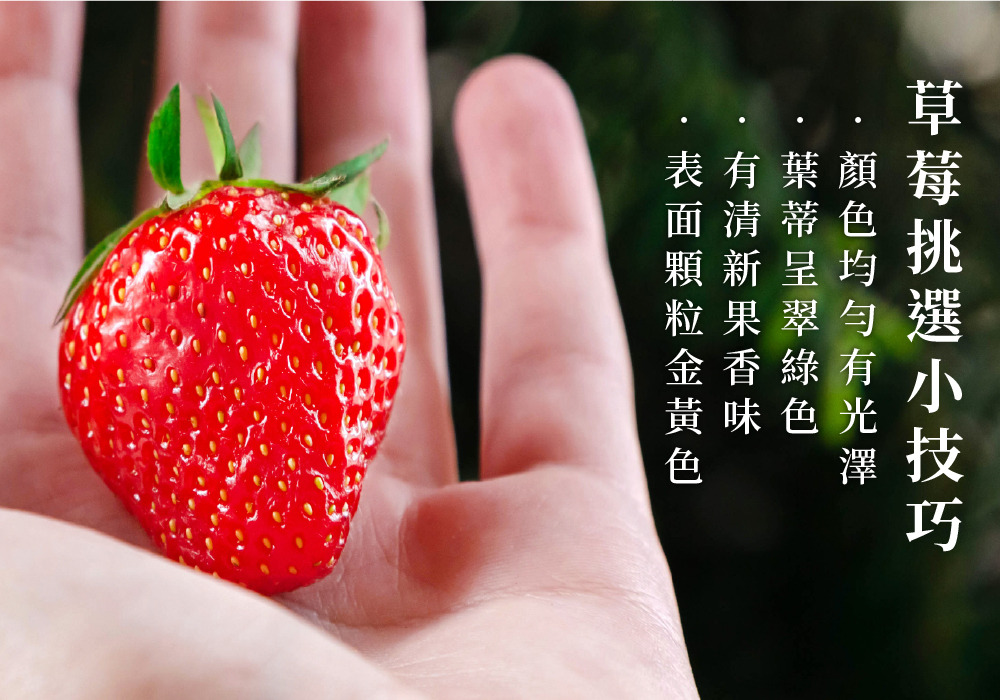 特寫手心上一顆鮮紅的草莓，顏色均勻有光澤，有著鮮綠色蒂頭及表面金黃色顆粒