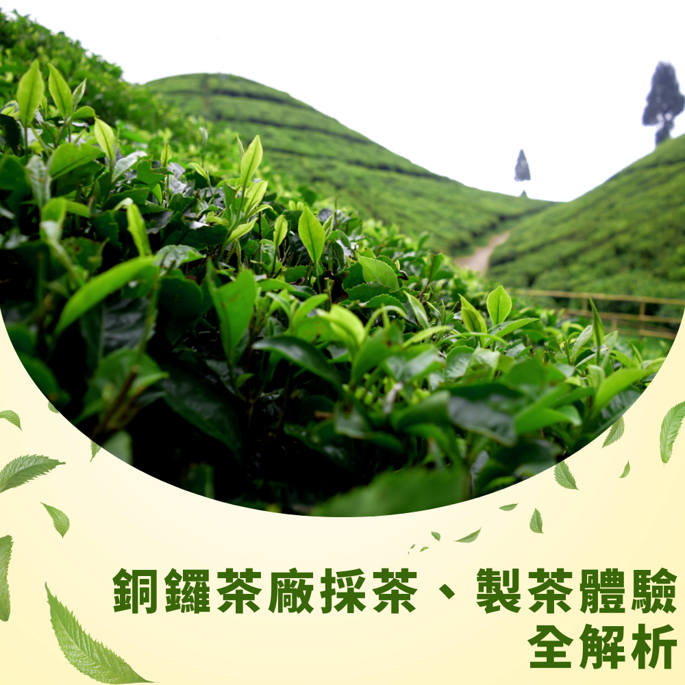tongluo-tea-factory-picking-and-tea-making-experience-guide