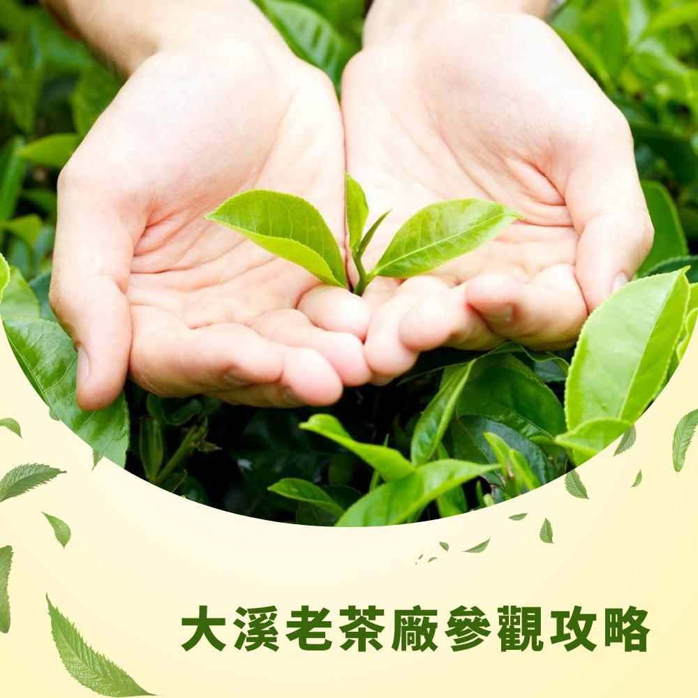 daxi-old-tea-factory-visit-guide