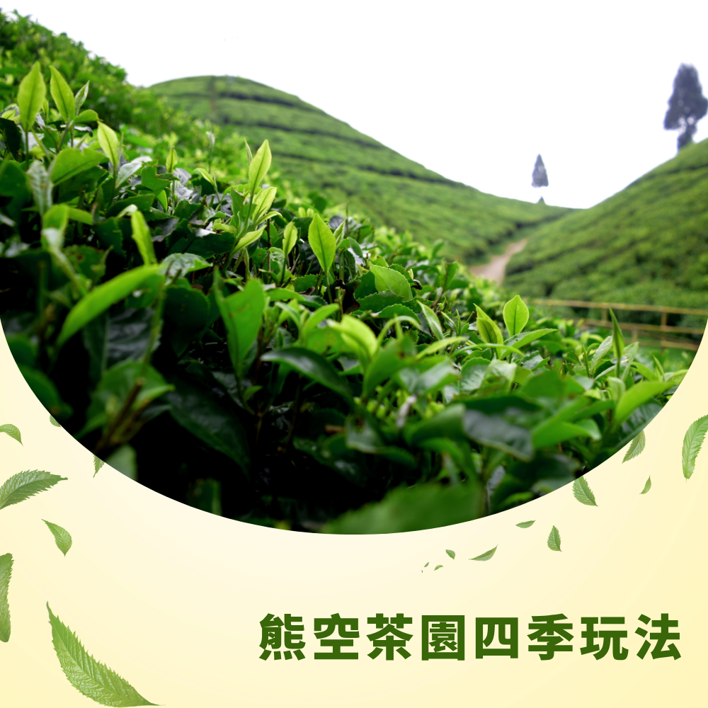 xiongkong-tea-garden-season-guide