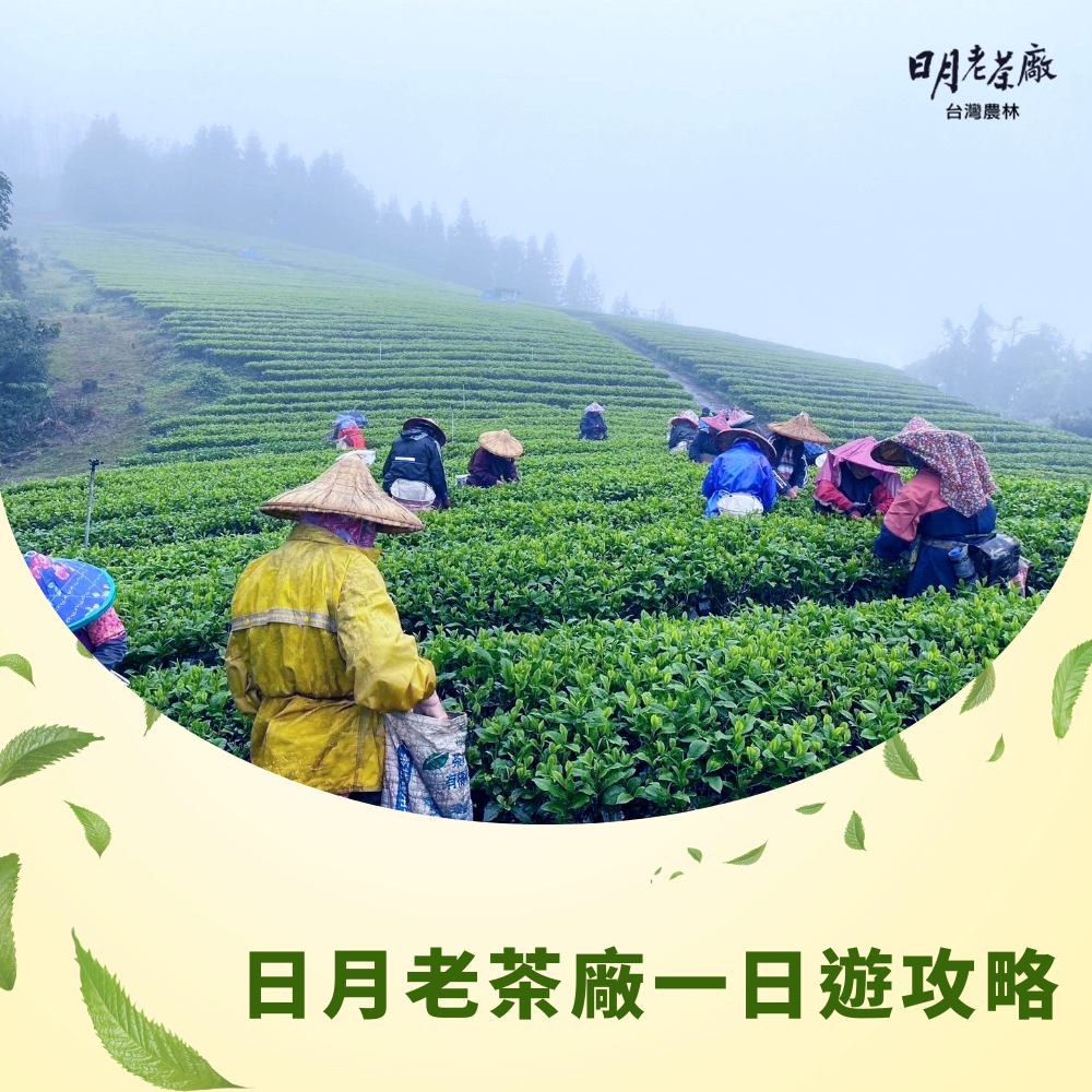 sun-moon-old-tea-factory-day-trip-guide