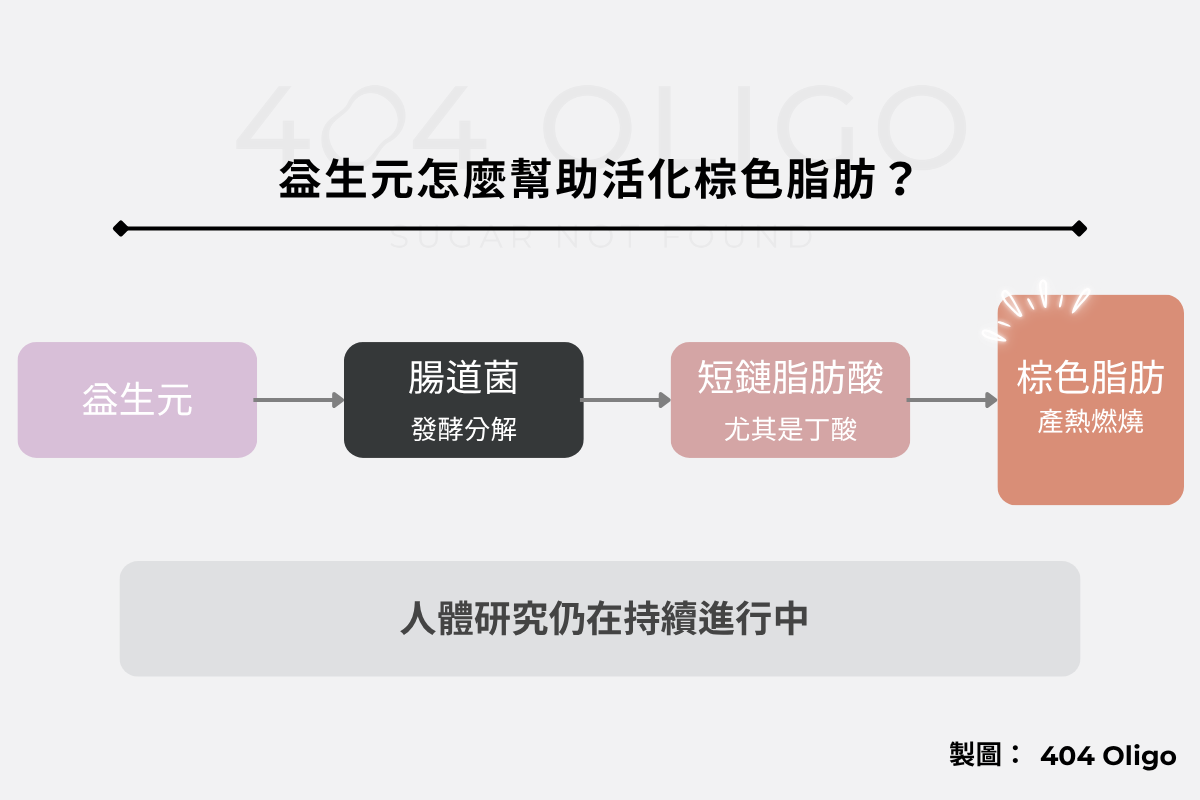 腸道菌分解益生元產生短鏈脂肪酸（丁酸），進而活化棕色脂肪產熱的路徑示意圖