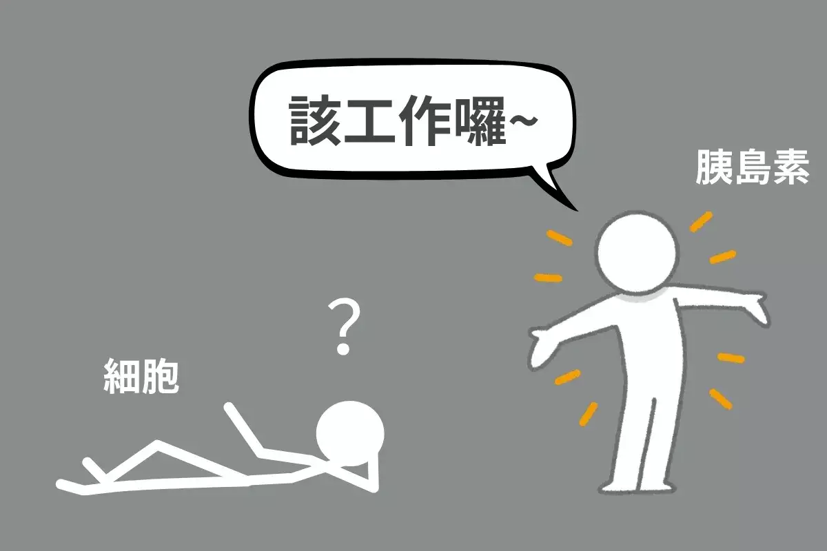 胰島素阻抗示意圖