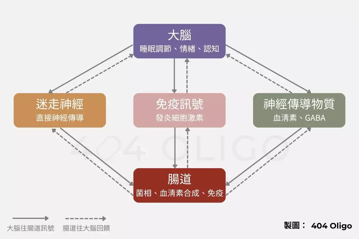 腸腦軸溝通路徑示意圖