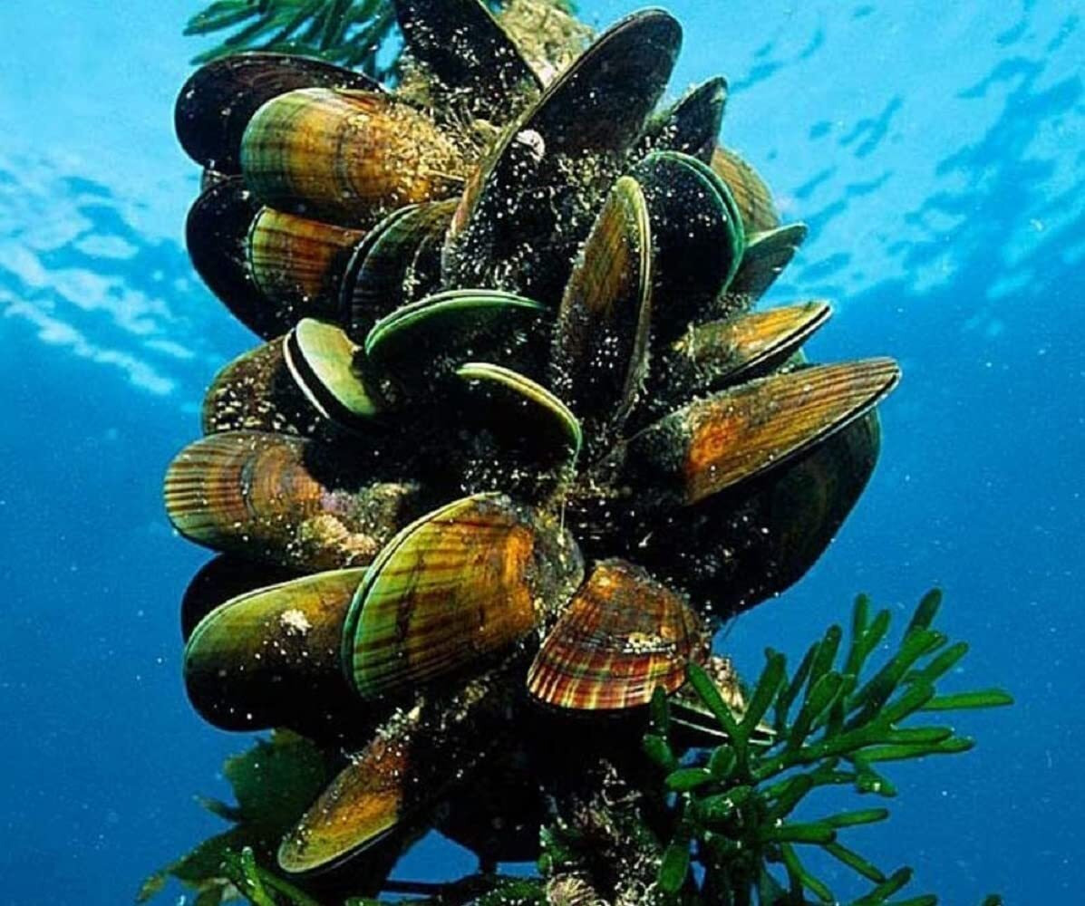 紐西蘭綠唇貽貝