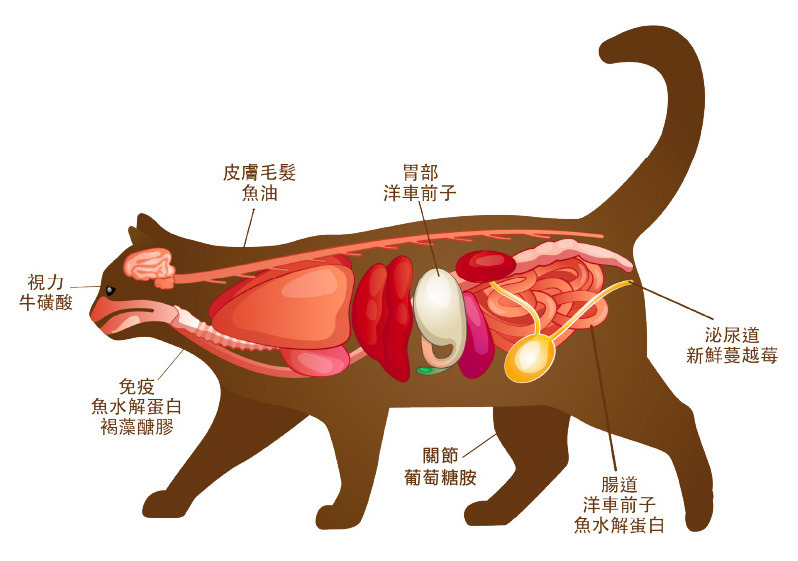 貓咪機能構造圖