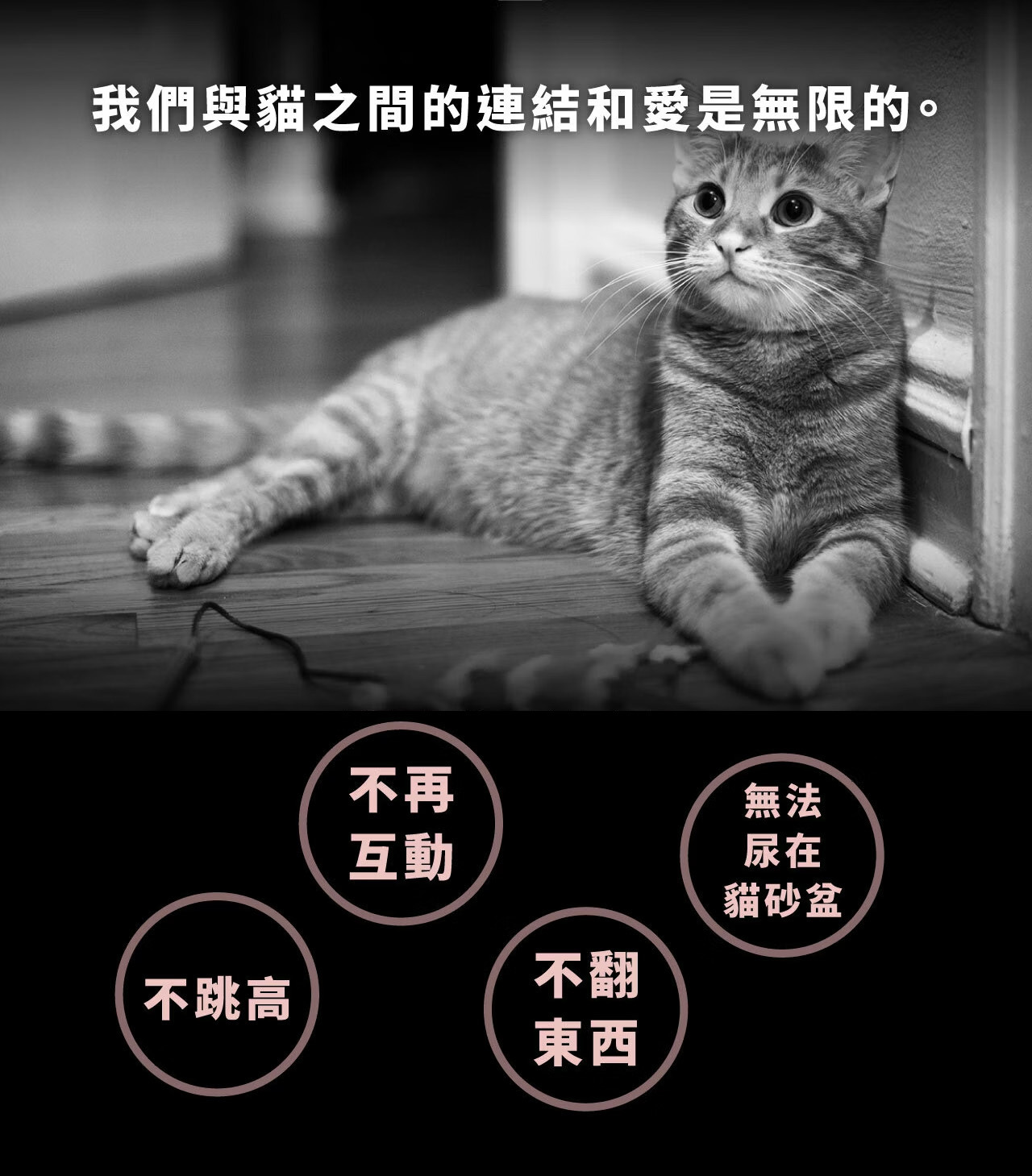 年長貓咪活動力下降