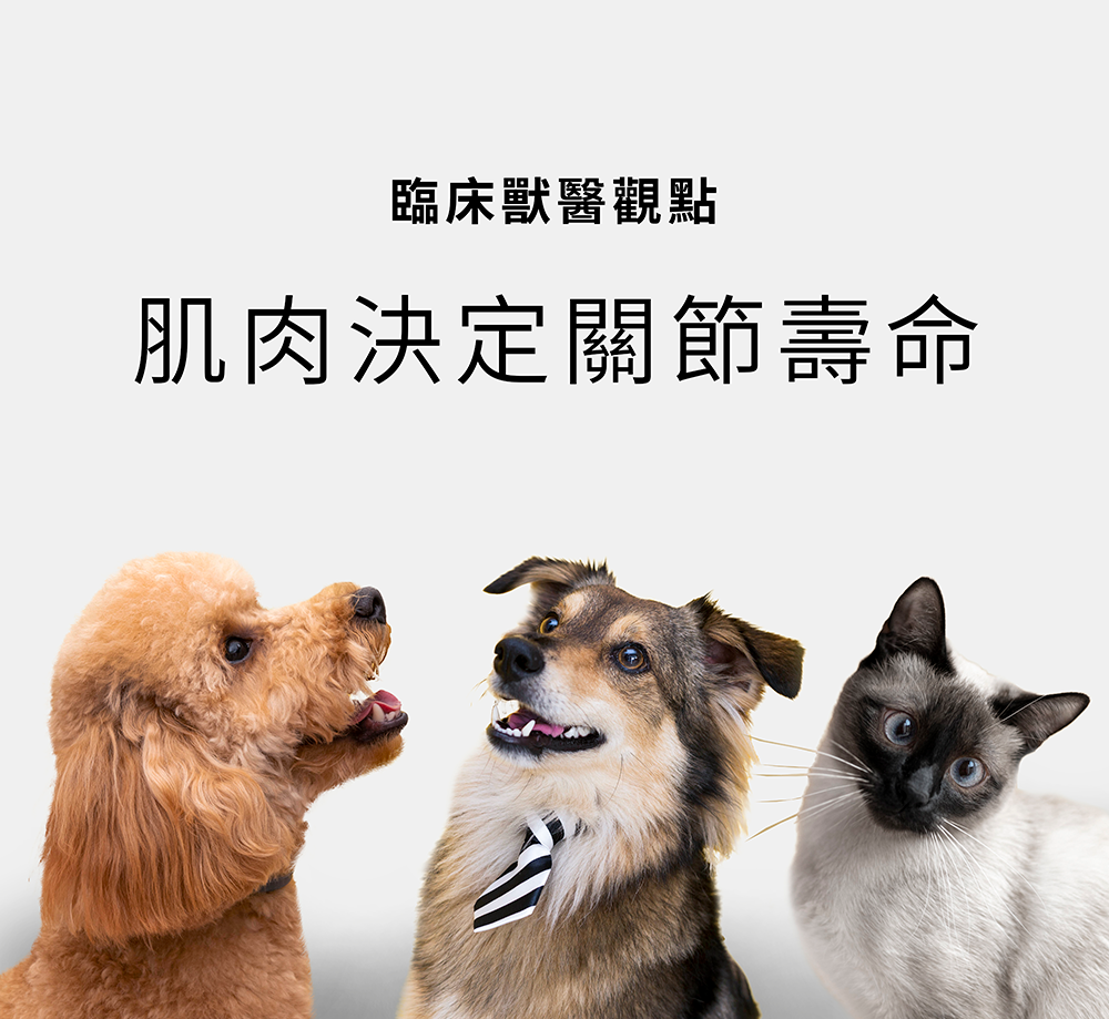 獸醫觀點：照顧寵物肌肉與關節