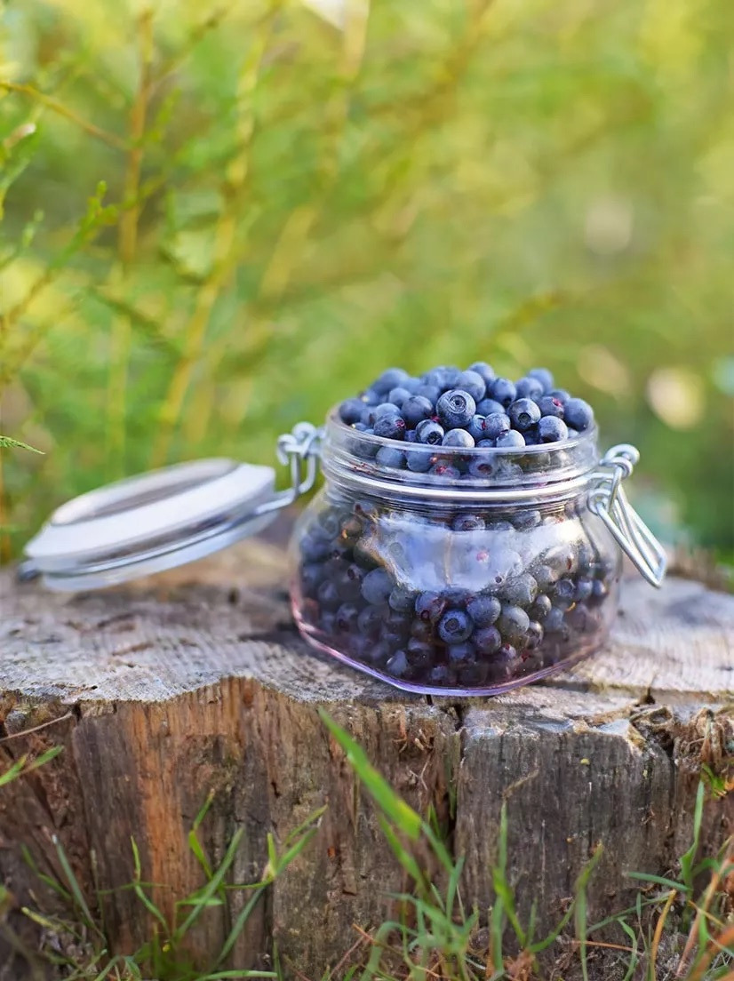 森林野生藍莓和人工種植藍莓的差異