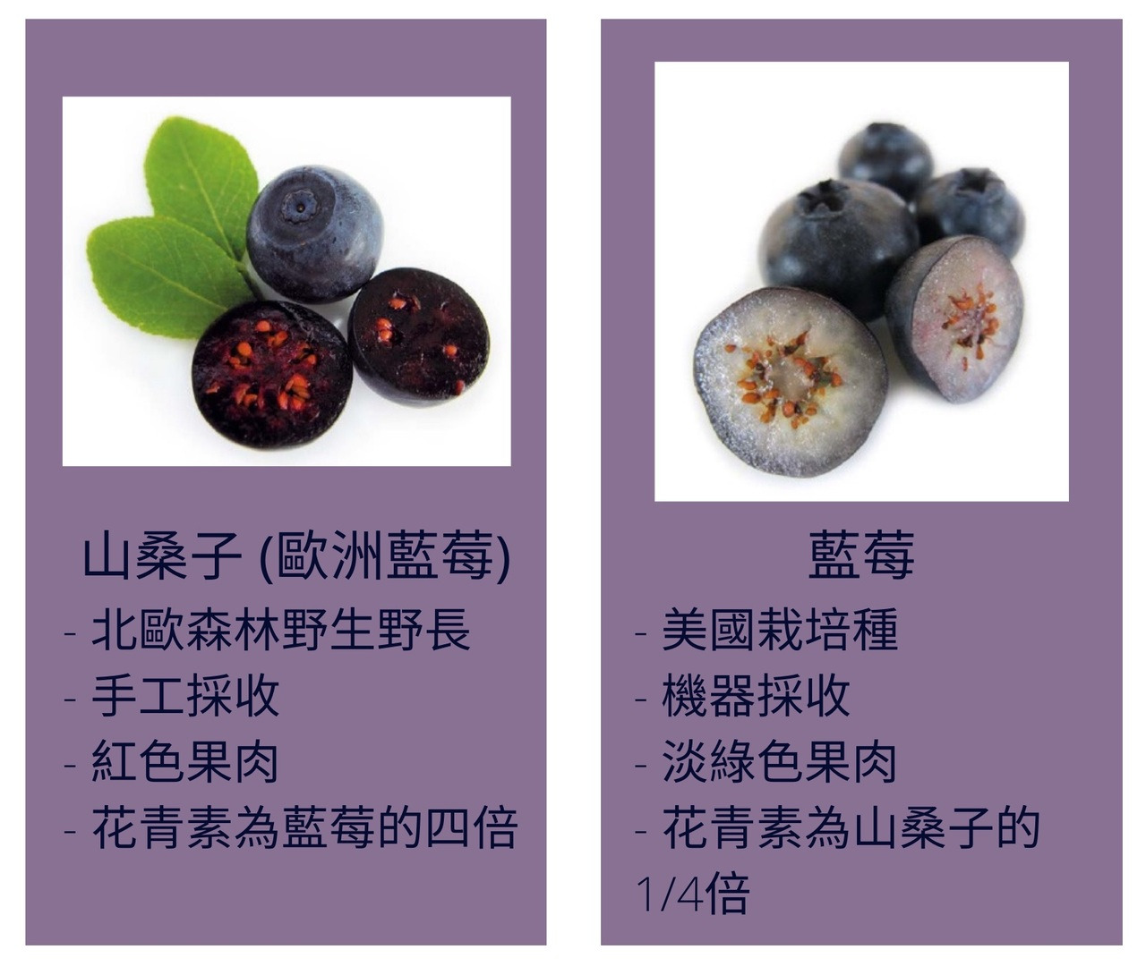 山桑子(歐洲藍莓)vs.藍莓