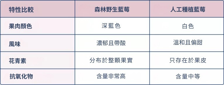 森林野生藍莓和人工種植藍莓的差異