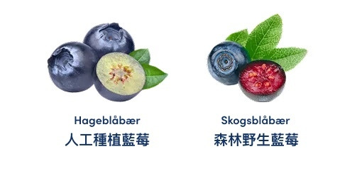 森林野生藍莓和人工種植藍莓的差異