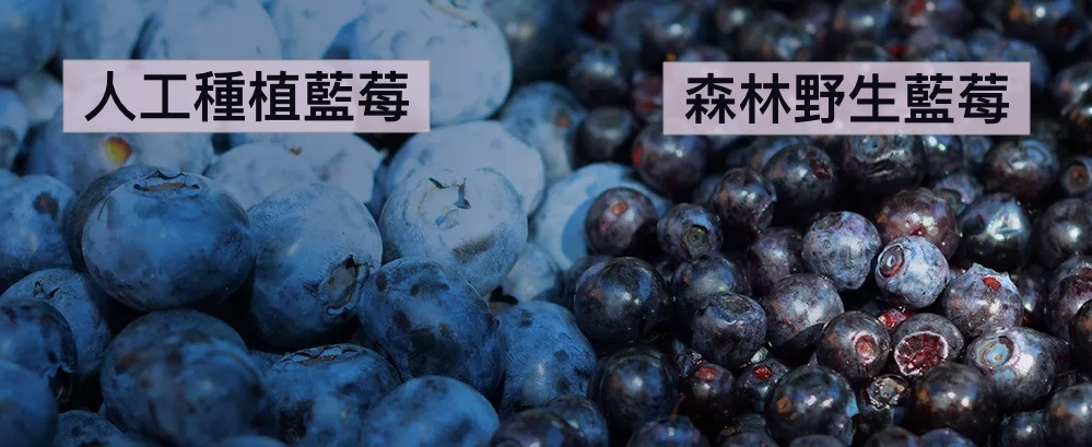 森林野生藍莓和人工種植藍莓的差異