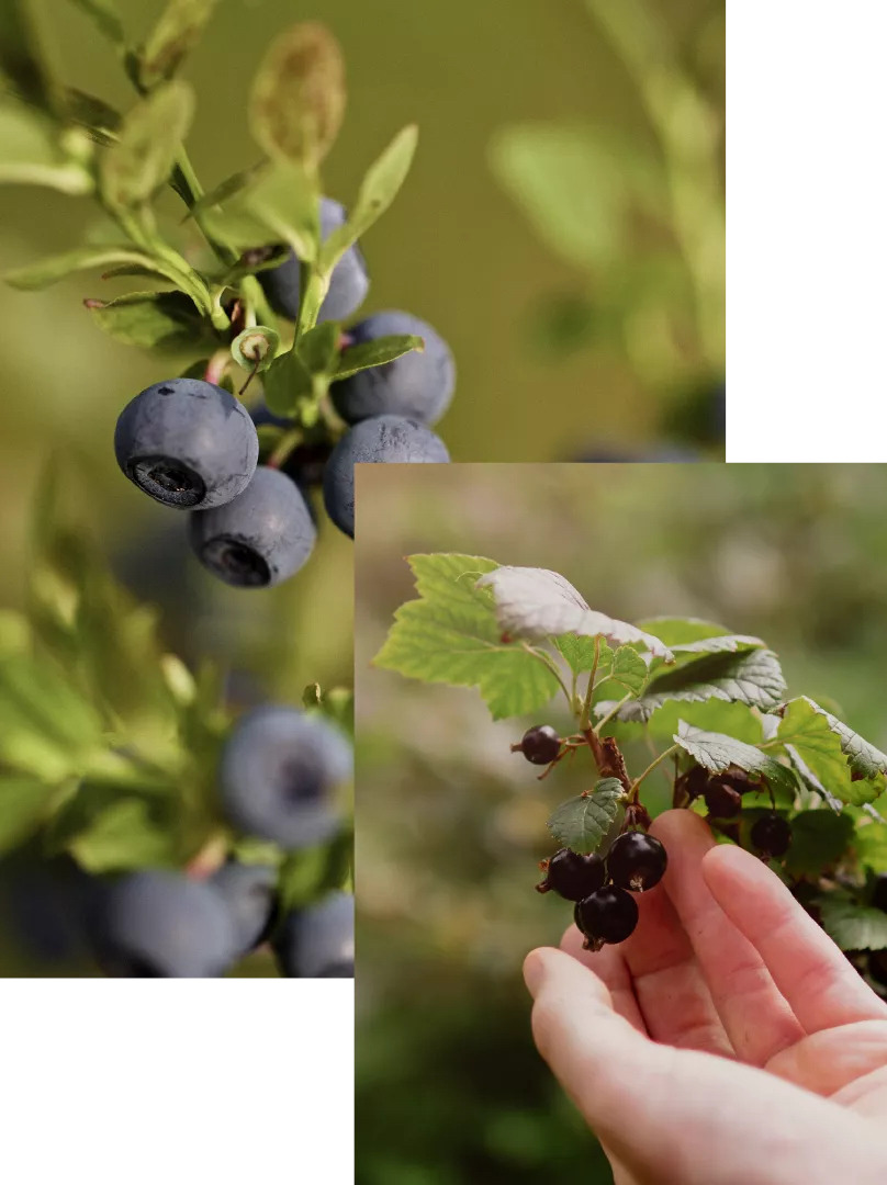 花青素（Anthocyanins）