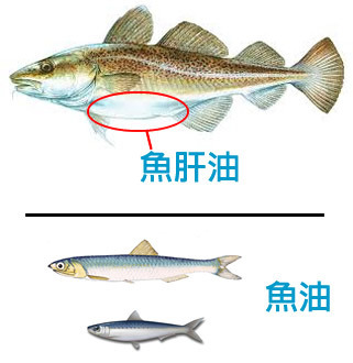 魚油和魚肝油的差異