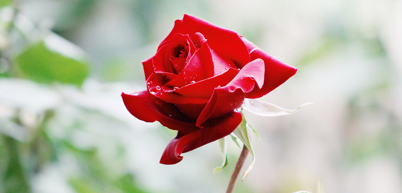女人的守護神，玫瑰精油守住妳的美麗與愛情Perth's King 栢司金官方網站| 純淨植萃精油品牌